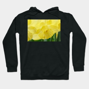 Narcissus  &#39;Avalon&#39;  Daffodil  Division 2 Large-cupped Hoodie